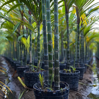 🌿Premium High-Sucrose Sugarcane Seeds | 1000+ Non-GMO Hybrid Sugar Cane Seeds for Home Gardening 🍬