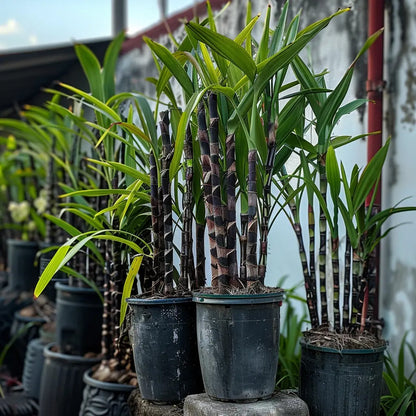 🌿Premium High-Sucrose Sugarcane Seeds | 1000+ Non-GMO Hybrid Sugar Cane Seeds for Home Gardening 🍬