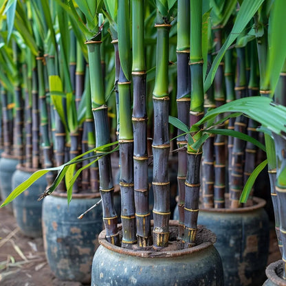 🌿Premium High-Sucrose Sugarcane Seeds | 1000+ Non-GMO Hybrid Sugar Cane Seeds for Home Gardening 🍬