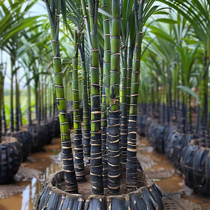 🌿Premium High-Sucrose Sugarcane Seeds | 1000+ Non-GMO Hybrid Sugar Cane Seeds for Home Gardening 🍬