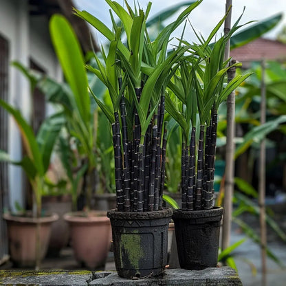 🌿Premium High-Sucrose Sugarcane Seeds | 1000+ Non-GMO Hybrid Sugar Cane Seeds for Home Gardening 🍬